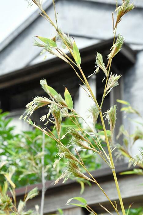 細長い稲穂のような花を付けた黒竹