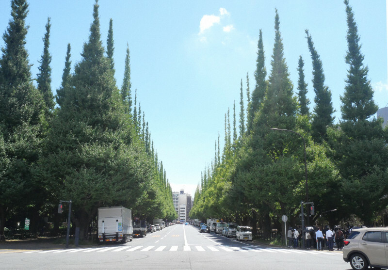 明治神宮外苑のシンボルであるイチョウ並木＝東京都新宿区で2024年9月9日、山下俊輔撮影