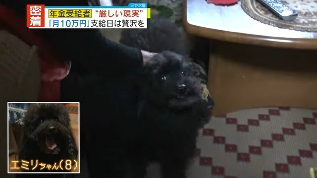 もう一匹の愛犬・エミリちゃん(8)