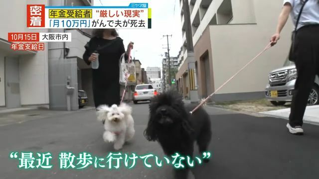 愛犬の散歩をスタッフがお手伝い