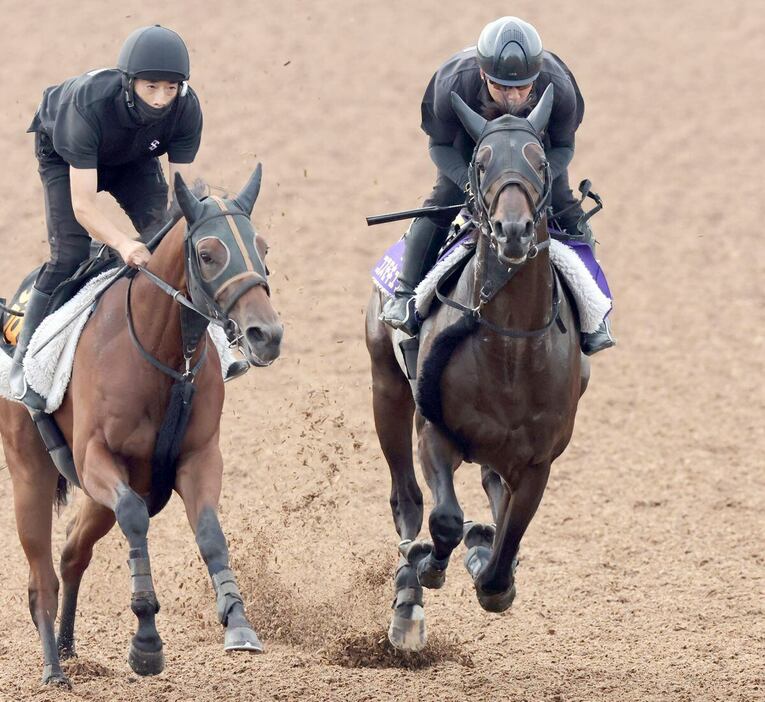 コスモキュランダ（右）は美浦Ｗコースで併入。今回は余裕を持たせた調整でレースに臨む（撮影・塩浦孝明）