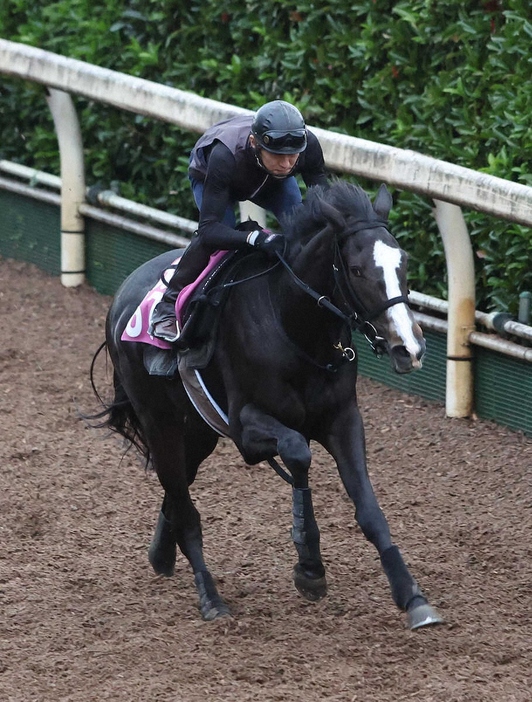 坂路を単走で追い切るヴーレヴー