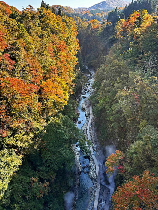 小安峡をまたぐ河原湯橋から絶景の紅葉が見渡せる（カメラ・山崎　賢人）