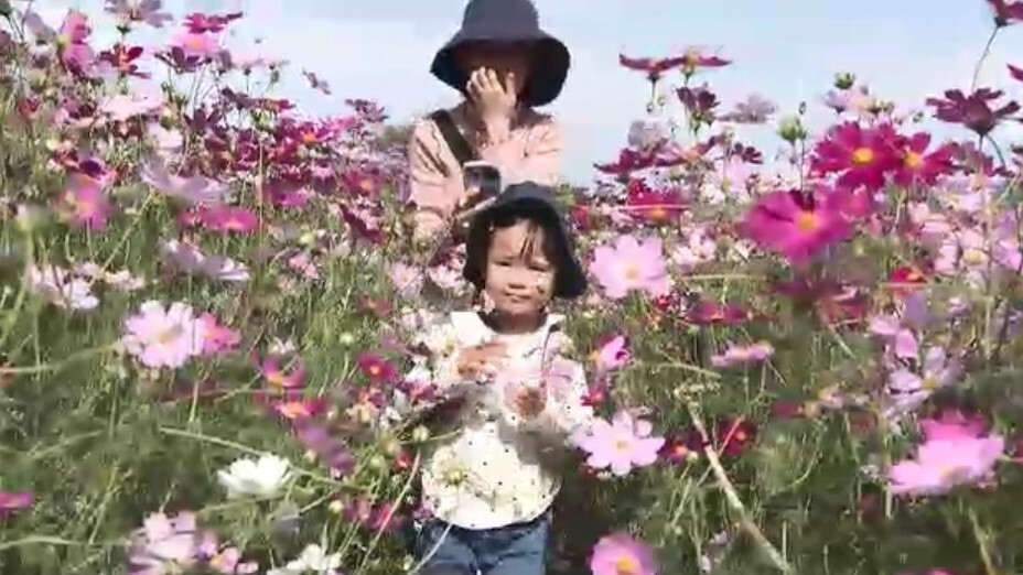 開花時期の異なる2種類のコスモス