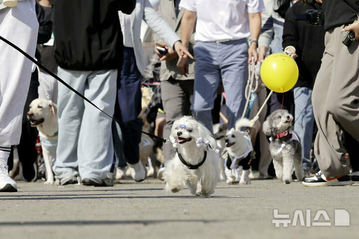 (写真：朝鮮日報日本語版) ▲ソウル・トゥクソム漢江公園の水辺広場での動物家族幸福フェスタに参加した犬と家族たち。10月5日撮影。