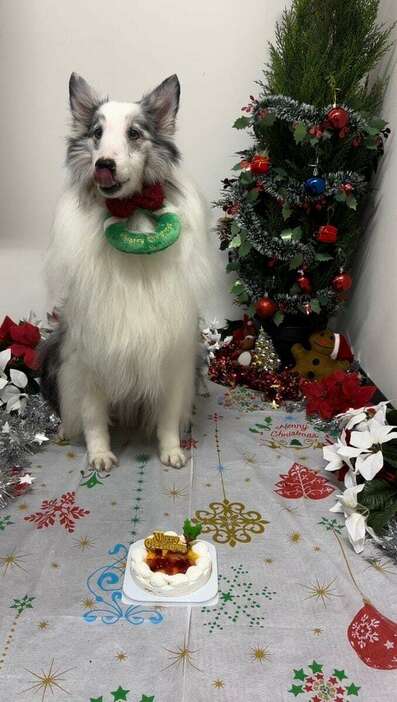 ペット用のクリスマスケーキを実食する犬（提供写真）