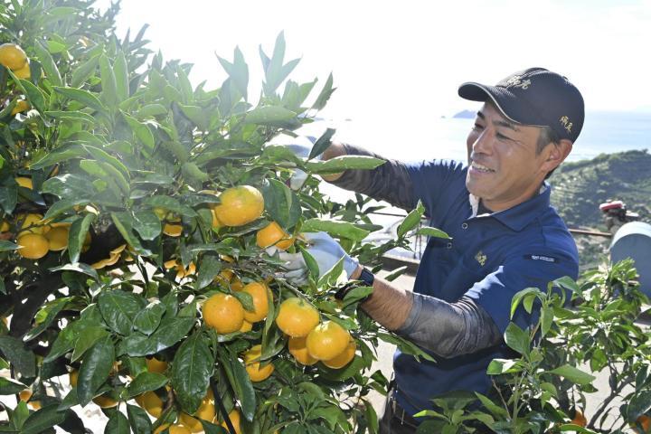 色づきを見極めながらミカンを収穫する入船晋一さん＝30日午後、八幡浜市向灘