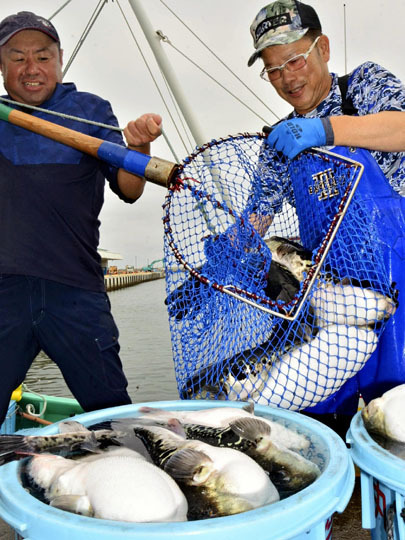 漁船から網ですくい上げられたトラフグ＝1日午前、相馬市・松川浦漁港