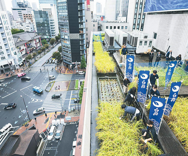 東京・銀座のビル屋上で酒造好適米収穫