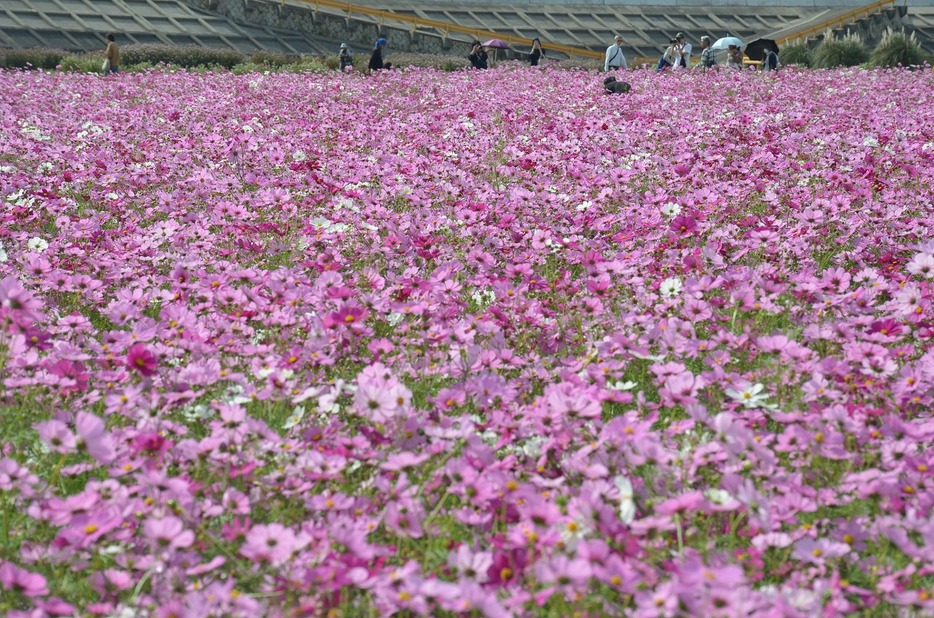 一面、ピンク色に染まったコスモス畑（花の海で）