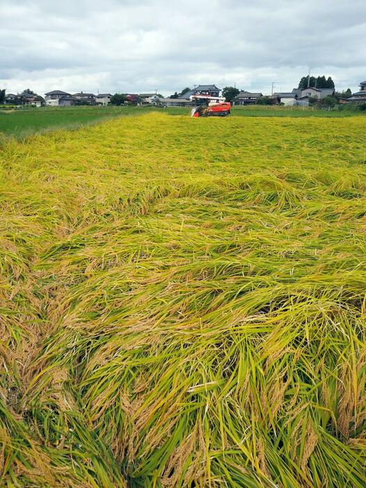 コシヒカリの稲が倒伏した田んぼ。収量の減少が懸念される＝新発田市