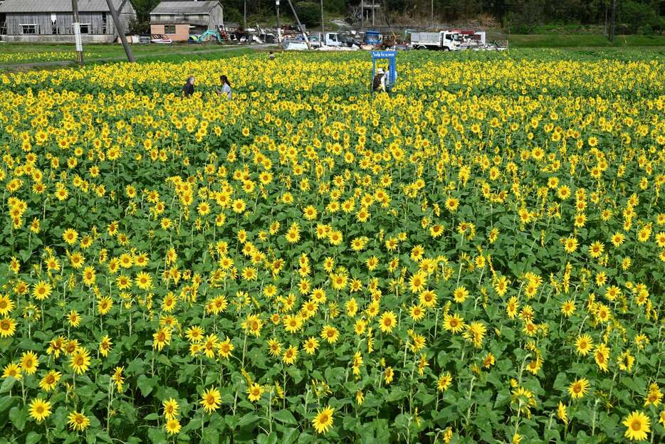 見頃を迎えた大久保集落の秋のヒマワリ＝２７日、南九州市川辺町本別府