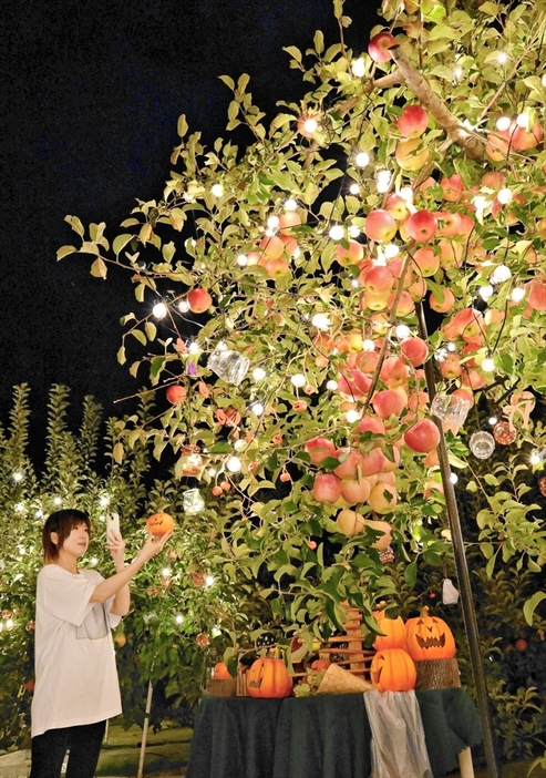 幻想的な光りに浮かぶ果樹園