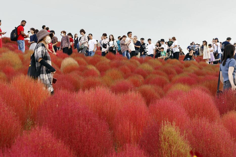 国営ひたち海浜公園で、紅葉の見頃を迎え赤く色づくコキア＝19日午前、茨城県ひたちなか市