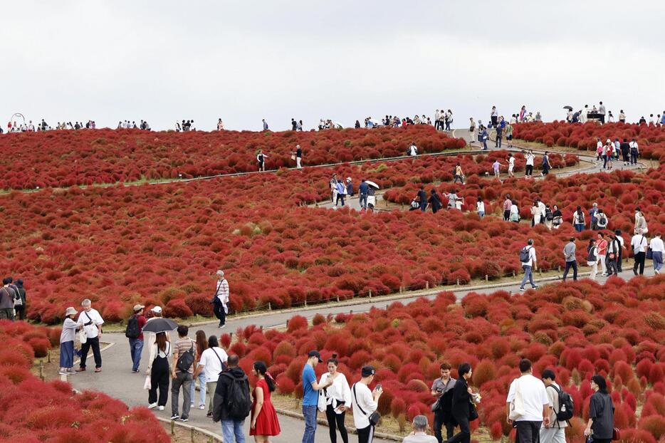 国営ひたち海浜公園で、紅葉の見頃を迎え赤く色づくコキア＝19日午前、茨城県ひたちなか市