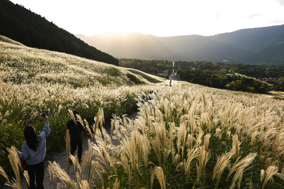 神奈川県箱根町の仙石原で、ススキが見頃を迎えている。秋の夕日に照らされたススキの穂が黄金色に輝き、幻想的な世界が広がる。１１月上旬まで楽しめるという＝２１日