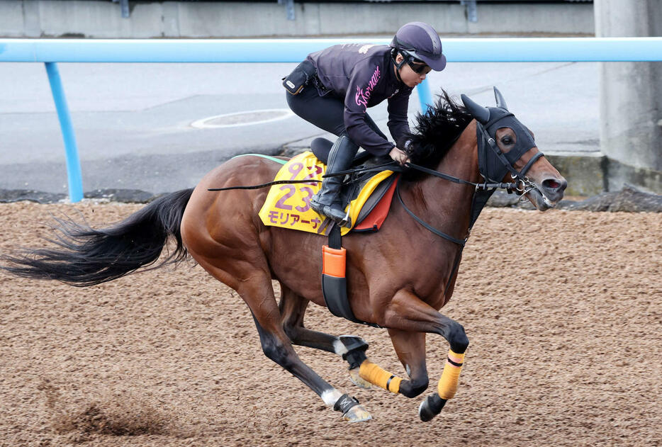 美浦ウッドで追い切るモリアーナ（撮影・鈴木正人）