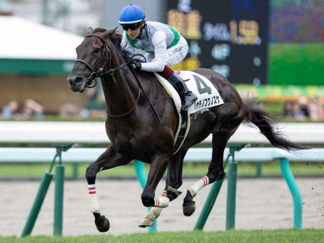 青森産馬として48年ぶりの菊花賞制覇を目指すハヤテノフクノスケ(今年8月撮影、ユーザー提供：まどかさん)