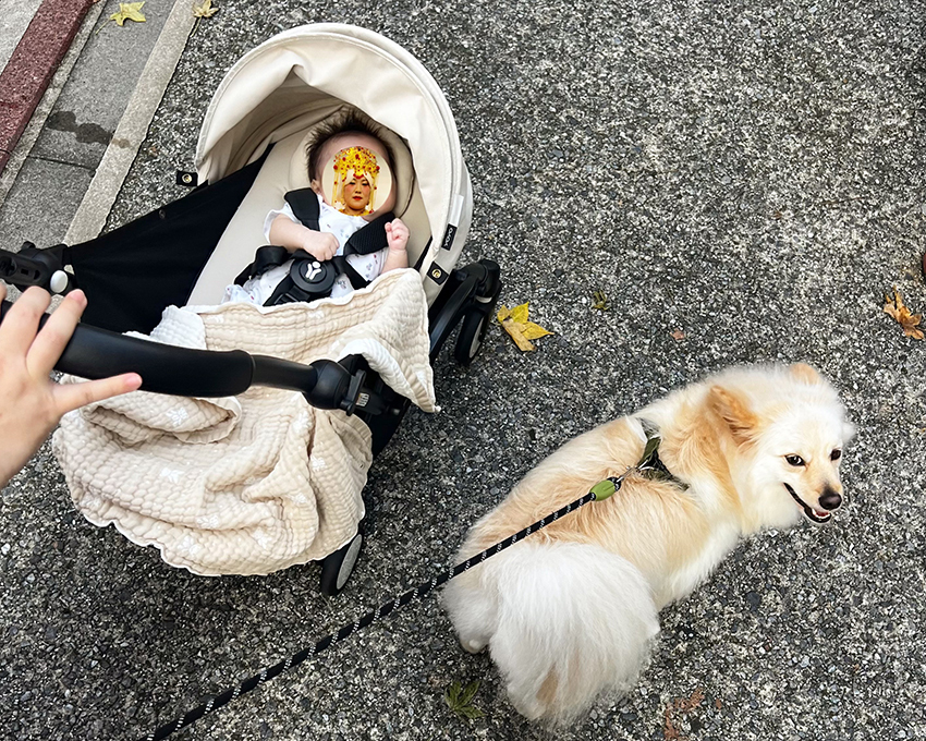 愛犬の神はお兄ちゃんになった気満々で赤ちゃんに寄り添っています。写真提供/つーたん