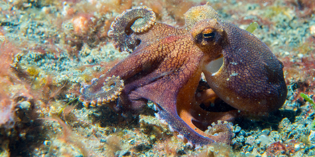 タコは「海の賢者」と呼ばれるほど高い知能を持っているが…