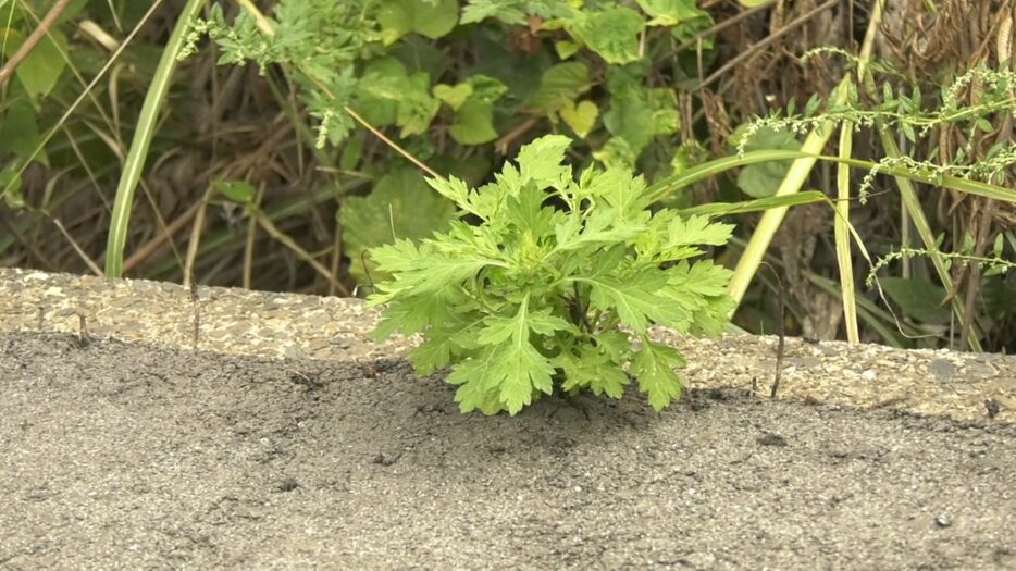 山陰放送