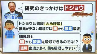 ドジョウは酸素が少ない環境では腸から酸素を取り込むことができる