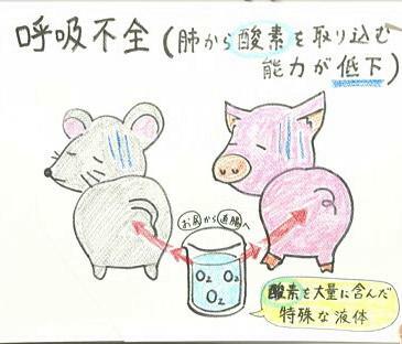 東京科学大学や名古屋大学などの研究チームが「哺乳類がお尻から呼吸できることを発見」で受賞