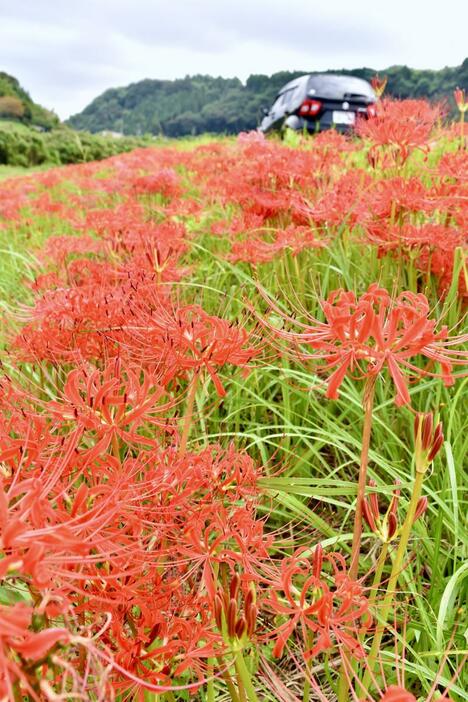 見頃を迎えた田吹橋付近のヒガンバナ