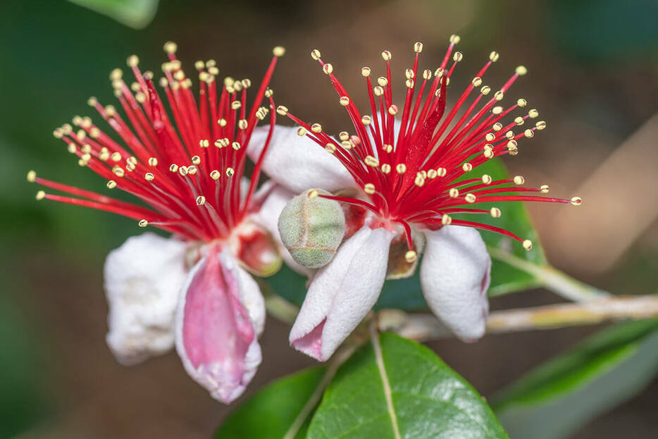 フェイジョアの花（写真／shutterstock）