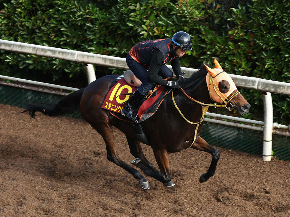 坂路を単走で追い切るスタニングローズ（撮影・白石智彦）