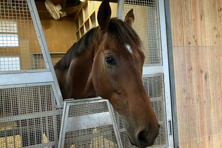 馬房で穏やかに過ごすベラジオオペラ