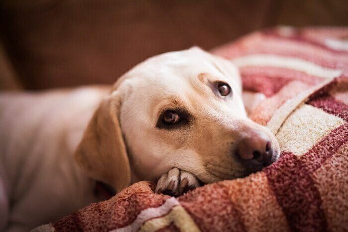 毛布の上にあごをのせる犬