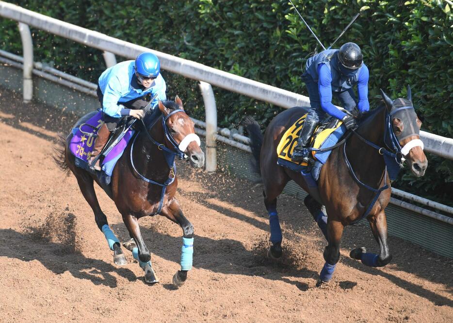 　栗東坂路で併せ馬を行ったブローザホーン（左）＝撮影・石井剣太郎