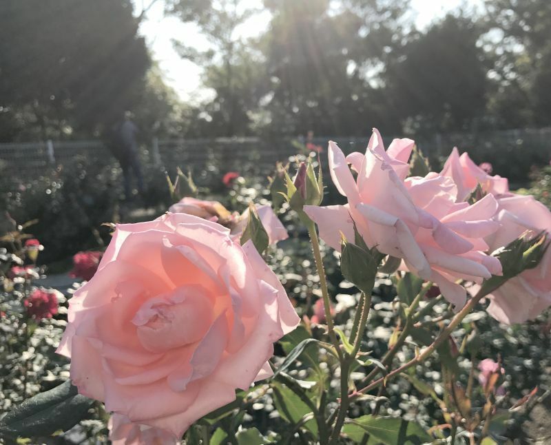 [写真]バラも見ごろを迎えていた＝26日午後、大阪市鶴見区で