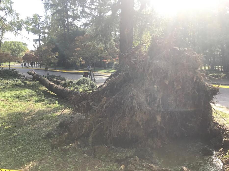 [写真]晴れ間も見えた大阪市内だが、公園では倒木があるなど台風の爪あとが各地でみられた＝23日午後、大阪市東住吉区の長居公園で（読者提供）