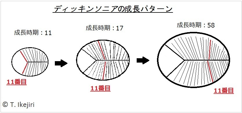 ディッキンソニア・コスタタの成長パターン。Hoekzema等（2017）の論文の図をもとに筆者が描き直した。