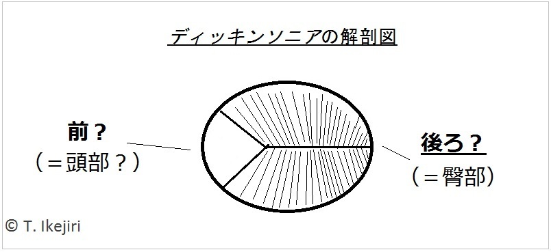 先カンブリア代末期の代表的生物「ディッキンソニア」の解剖図。前方と後方にあたる体の部分があるという説が有力だが、まるで異なる解釈を行う研究者もいる。はたして動物なのか、それとも他の生物グループに属すのだろうか？