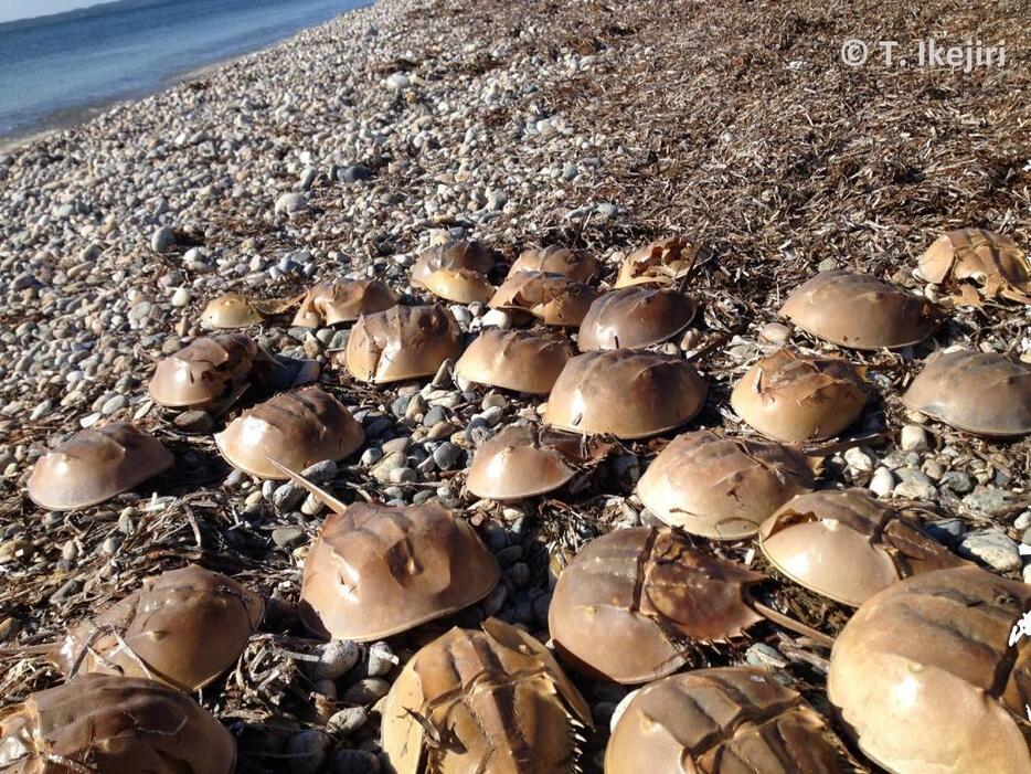 アメリカ東海岸の海岸線に突然現れた「生きた化石」カブトガニの抜け殻。その数にはおどろくばかりだ。（著者2017年9月撮影）