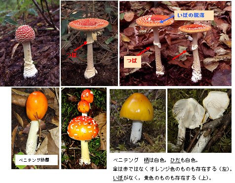 つきのこ様への専用確認 トキワエレネット / AVシリーズ：安全盗難防止型