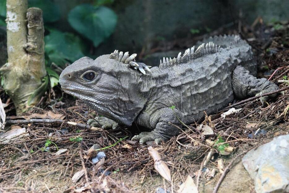 スフェノドンは、ダーウィンによって提唱された「生きた化石」という進化学及び古生物学上のコンセプトを再構築するのに重要な存在かもしれない。（写真：アフロ）