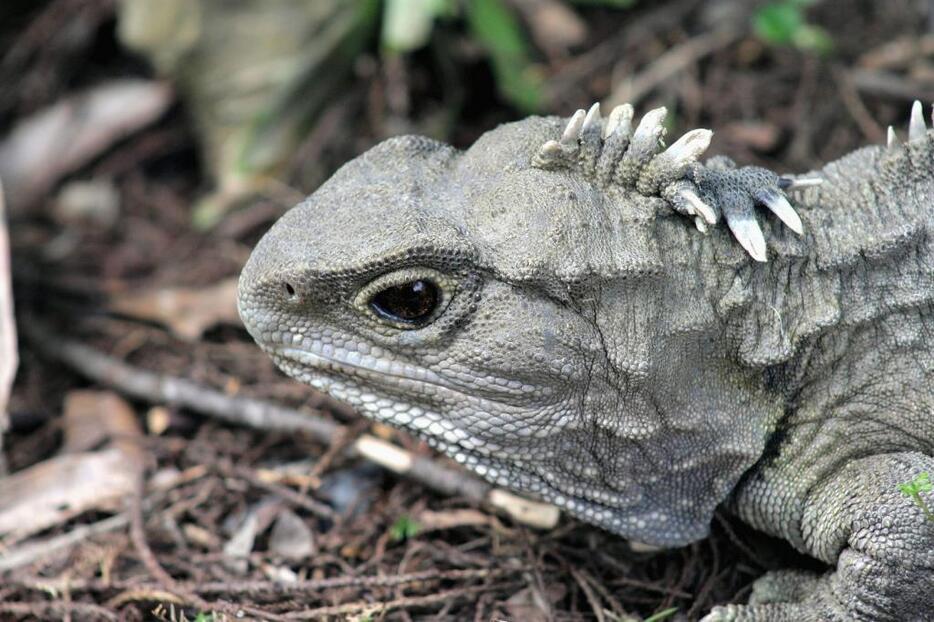 「生きた化石」と呼ばれるムカシトカゲ「スフェノドン」。何億年にわたる生物進化の間、初期の形態を保ち続けるカギとは何だろうか。（写真：アフロ）