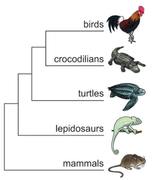 [画像]DNAの配列を比較して推定された爬虫類の系統樹。鳥類（と恐竜類）は爬虫類に含まれる1グループで、ワニと近縁な関係にあると考えられている。（Hedges， S.B.， BMC Biol， 2012)