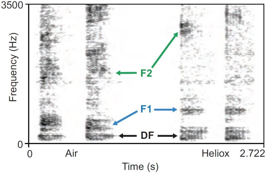 [画像]空気中のワニの鳴き声（左側2回）と、ヘリオックス中での鳴き声（右側2回）に含まれる成分を解析したスペクトログラム。F1とF2の部分が高い周波数にシフトしている（S. A. Reber et al.， J. Exp. Biol.， 2015より)