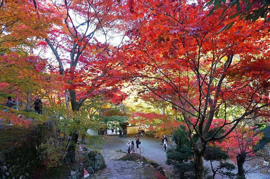 [写真]大阪府岸和田市の大威徳寺では紅葉が見ごろを迎え、訪れた人の目を楽しませていた。同寺は自然に囲まれ紅葉の名所としても知られている牛滝山にあり、国の重要文化財に指定されている多宝塔があることでも知られている＝17日午後12時半ごろ、大阪府岸和田市で