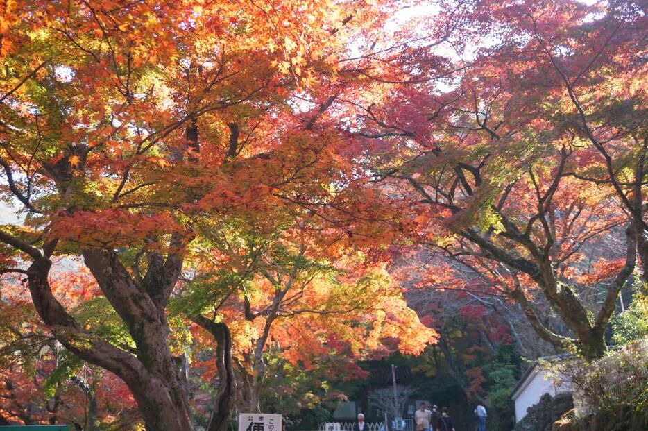 紅葉に覆われた牛滝山の寺