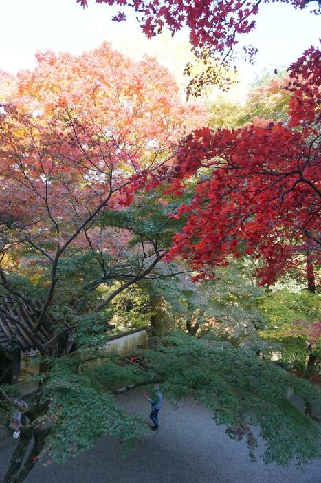 小春日和のもと紅葉が映える