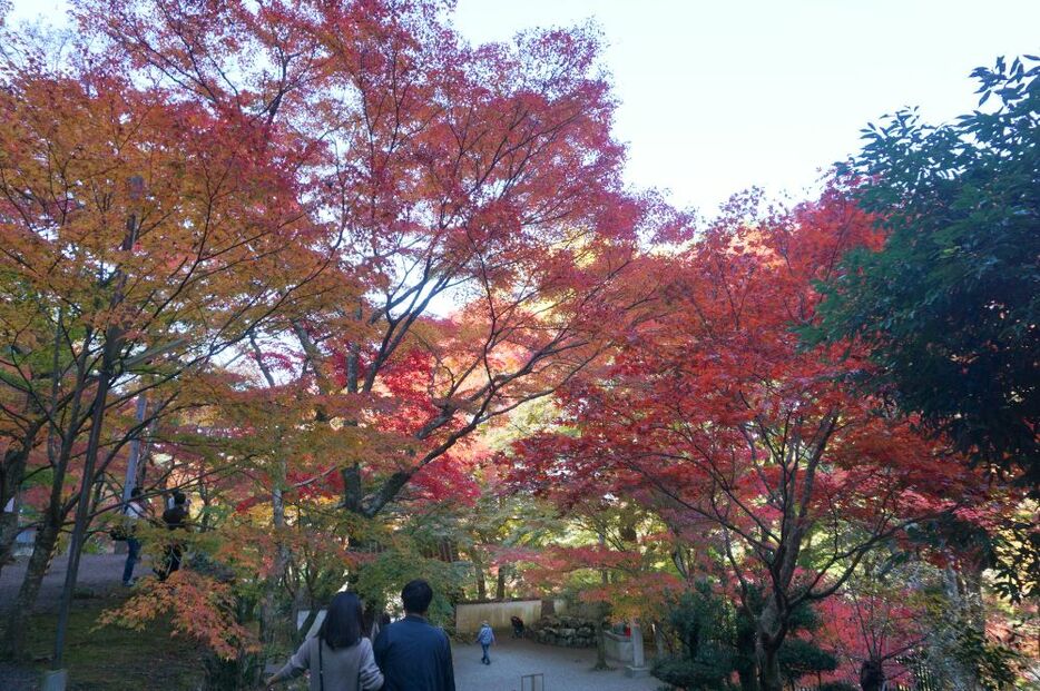 見応えのある紅葉だ