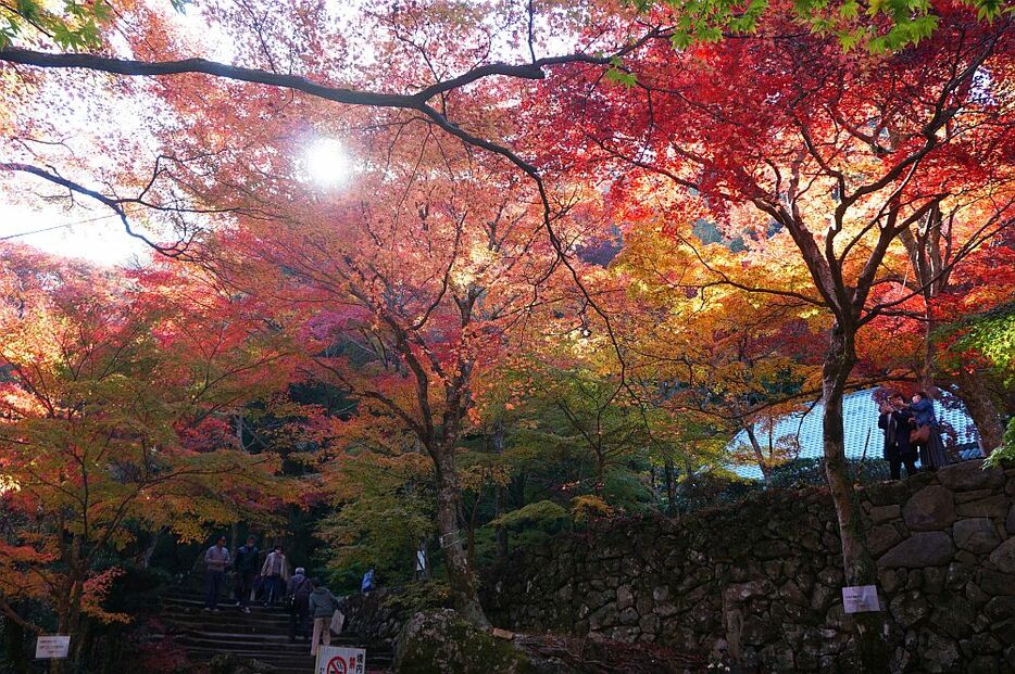 [写真]紅葉の撮影を楽しむ人からは「顔も赤く写ってるわ」という声も聞かれた＝17日午後、大阪府岸和田市で