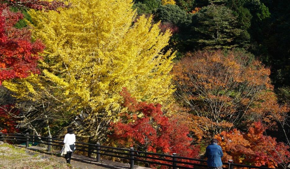 イチョウの黄色と紅葉の競演