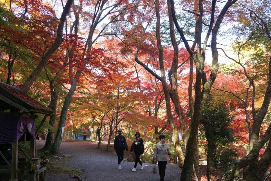 [写真]境内を覆う紅葉のトンネルは訪れた人の目を楽しませている＝17日午後、大阪府岸和田市で